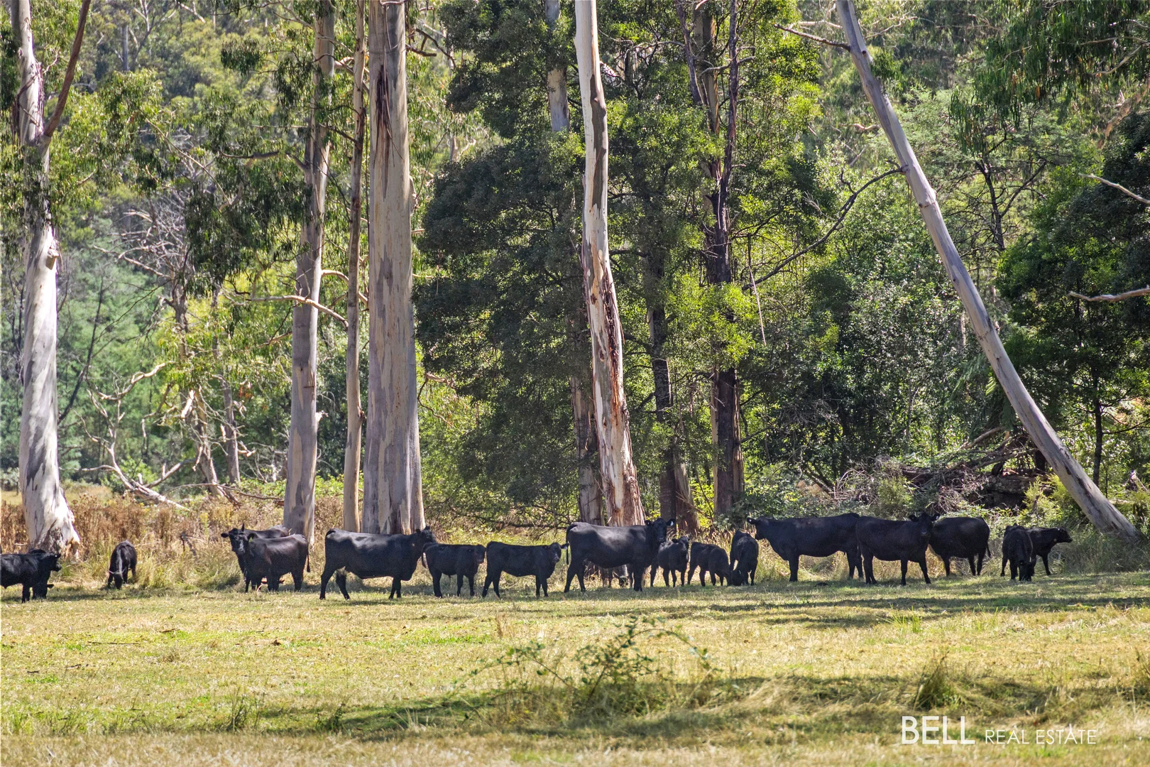 Additional image 5 of 1115 Little Yarra Road, Three Bridges VIC 3797