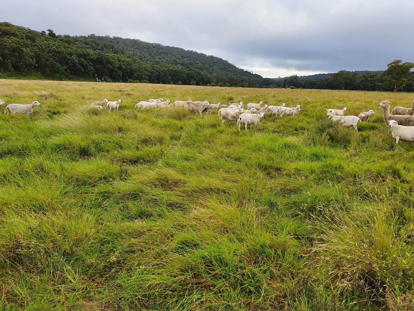 Additional image 7 of Coolah NSW 2843