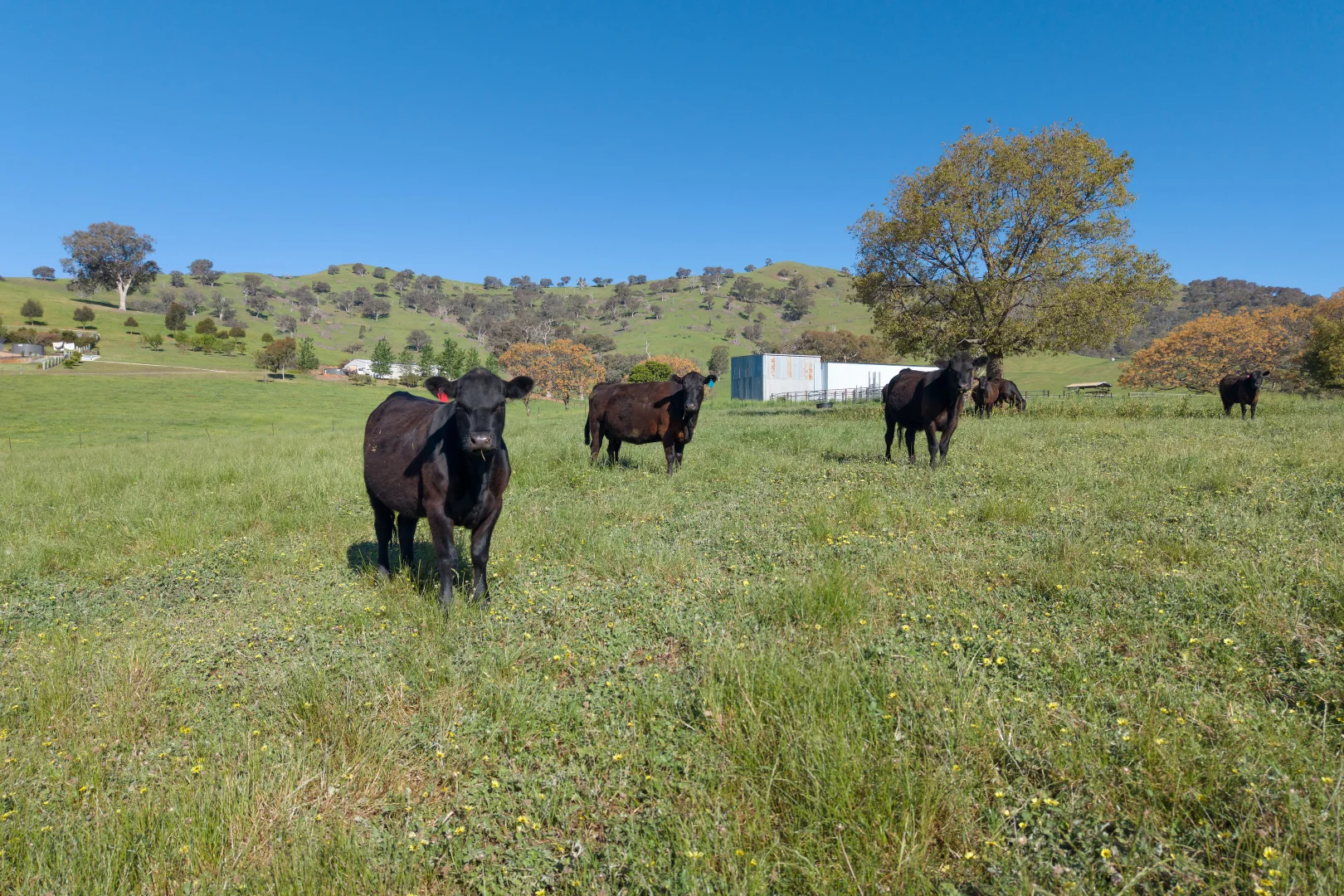 Additional image 55 of 1407 Murray Valley Highway, Huon VIC 3695