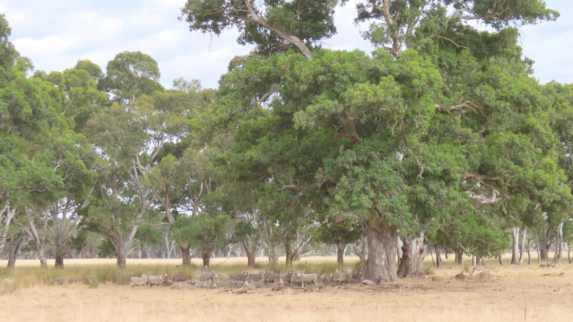 Additional image 16 of 110 Coote Rd, Moerlong SA 5278