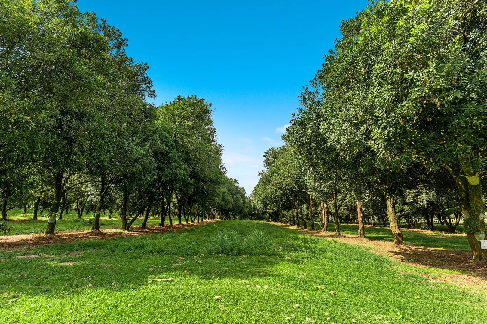 Additional image 11 of 323 Alcorn Road, Knockrow NSW 2479