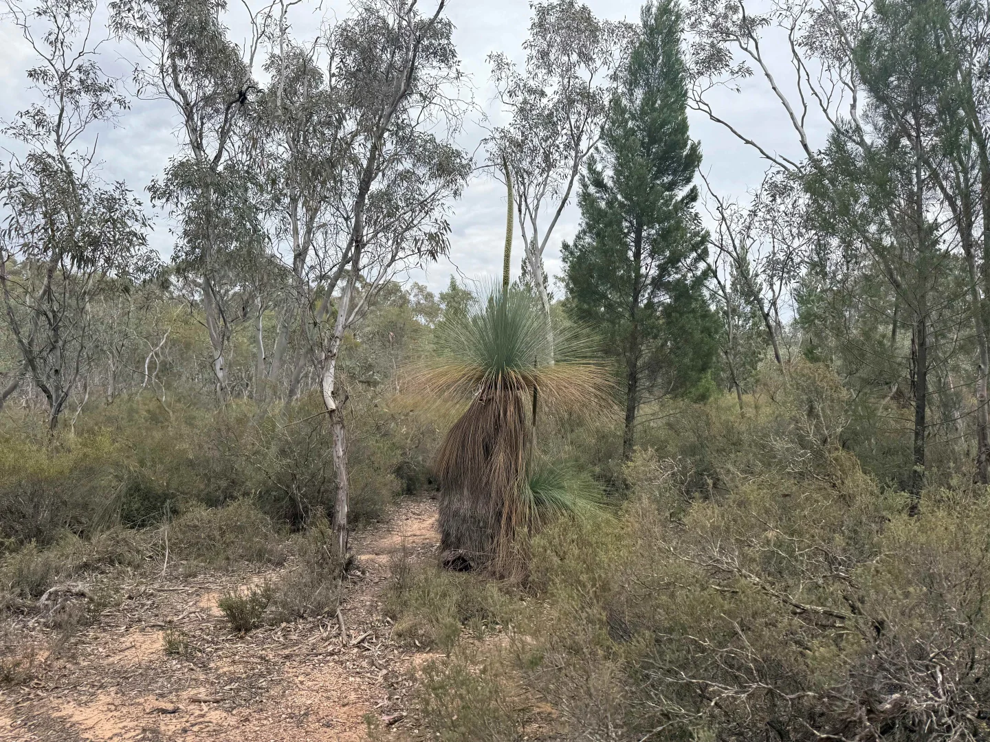 Additional image 4 of 'The Backwoods' 1054 Burley Griffin Way, Temora NSW 2666