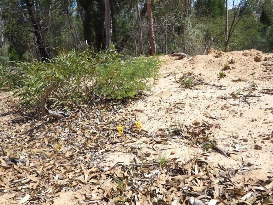 Additional image 3 of Lot 23 Melrose Estate Road, Warialda NSW 2402