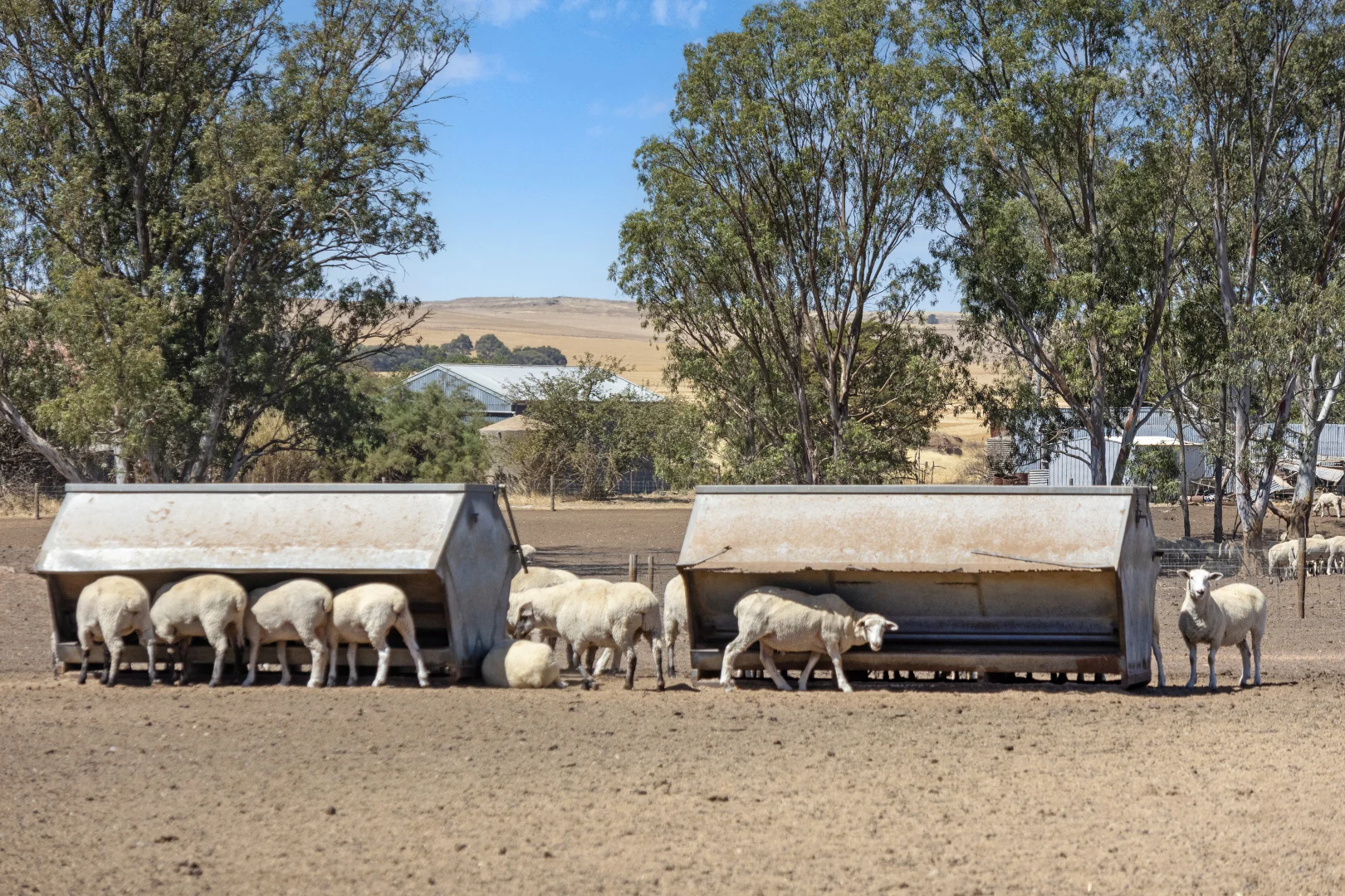 Additional image 12 of 'Merilden Feedlot' & 'Brads', Manoora SA 5414