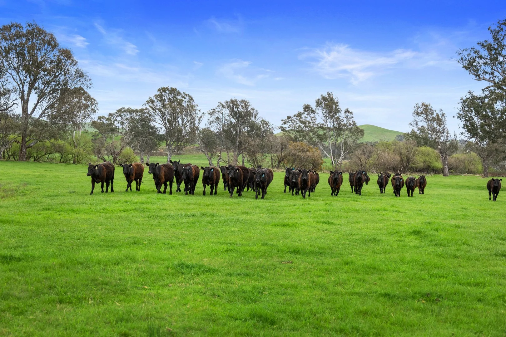 6089 Melba Highway, Yea VIC 3717