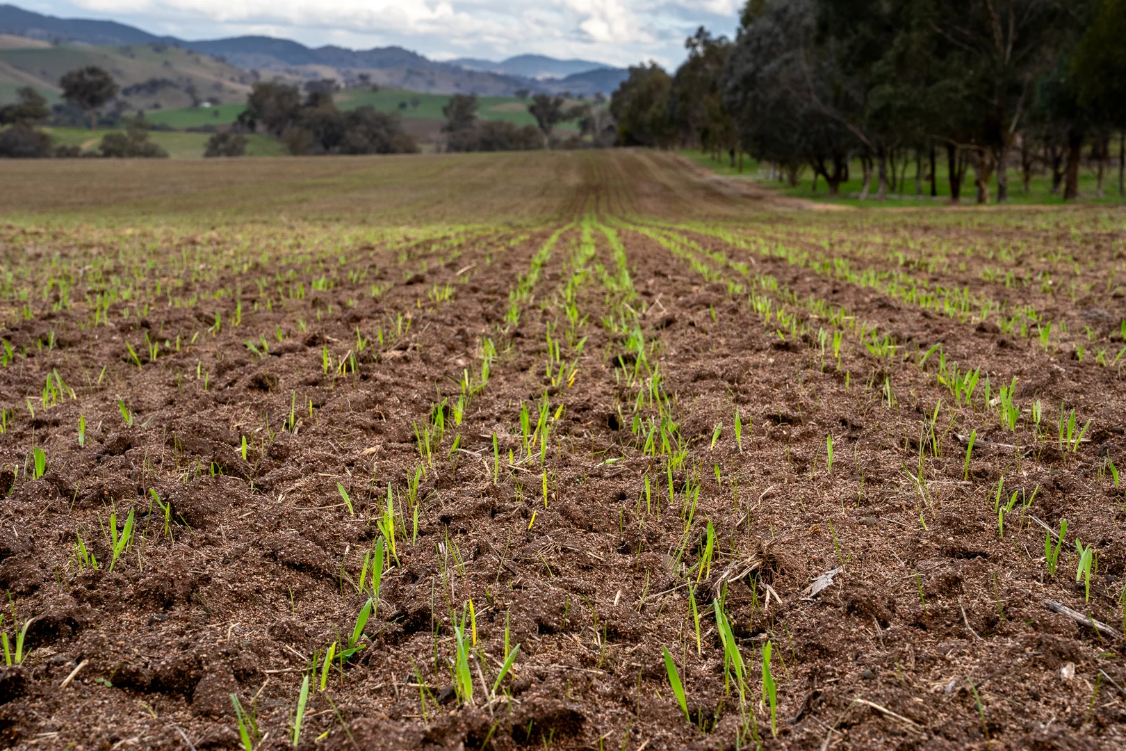 Additional image 23 of 1507 Pine Mount Road, Woodstock NSW 2793