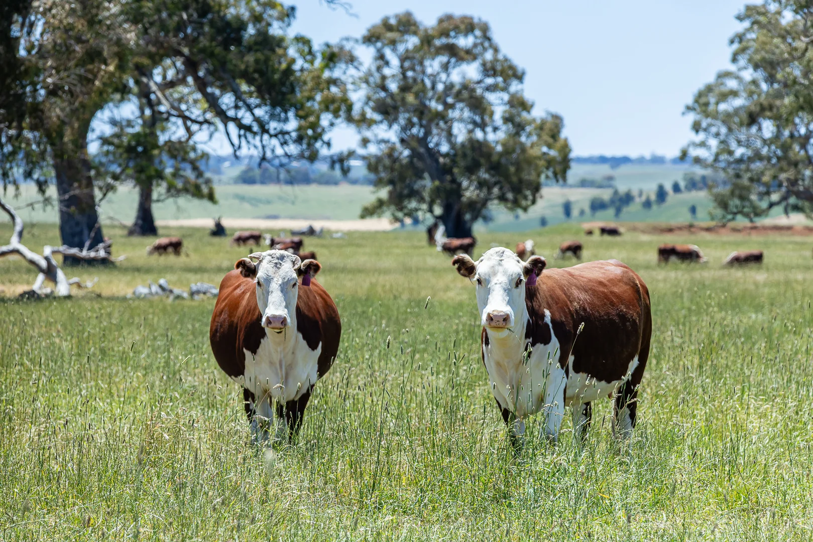 Additional image 12 of 41 Uptons Road, Wando Vale VIC 3312