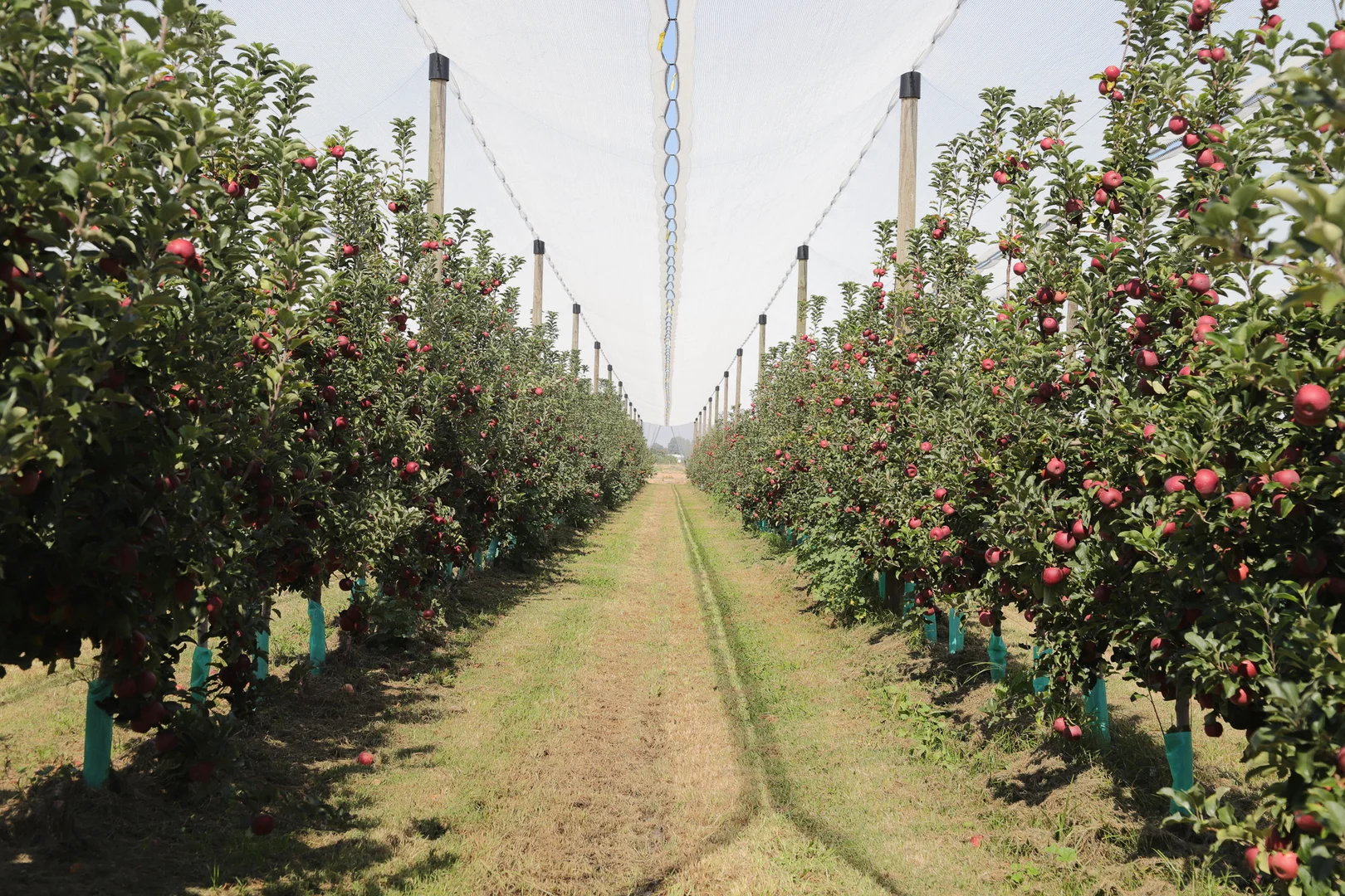 Additional image 7 of Orrvale VIC 3631