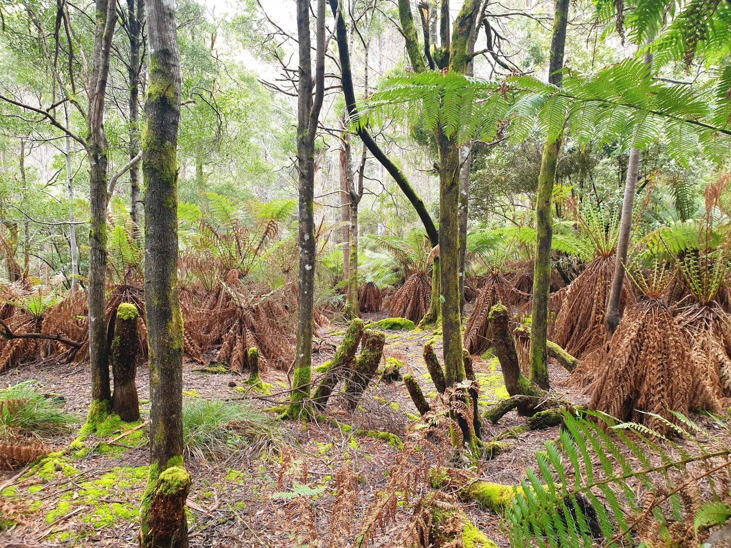 Additional image 11 of Lot 5 Liddells Road, Crabtree TAS 7109