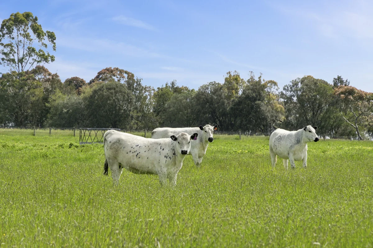 Additional image 5 of 45 Holmchase Road, Elliminyt VIC 3250