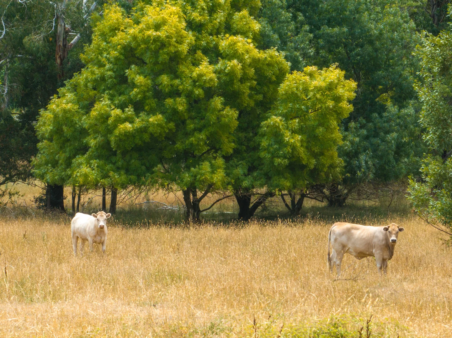 Additional image 3 of 999 Lake Canobolas Road, Orange NSW 2800
