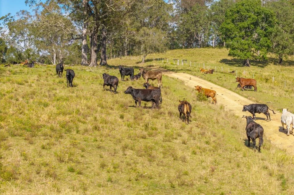 Additional image 16 of Lot 3 of 449 Hickeys Creek Road, Millbank NSW 2440