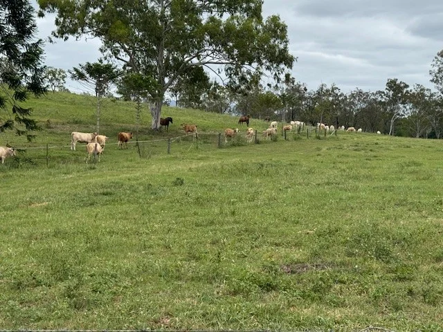 Additional image 12 of 142 PERRY RIVER FARMS RD, Morganville QLD 4671