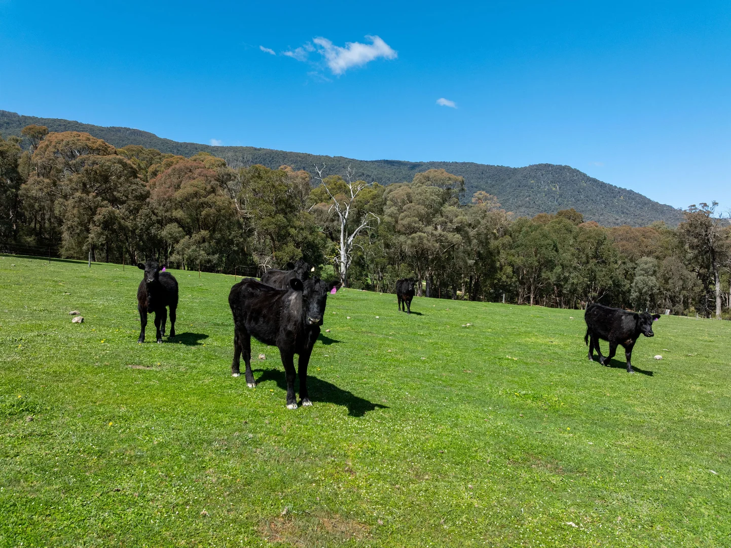 Additional image 20 of 682 Cathedral Lane, Taggerty VIC 3714