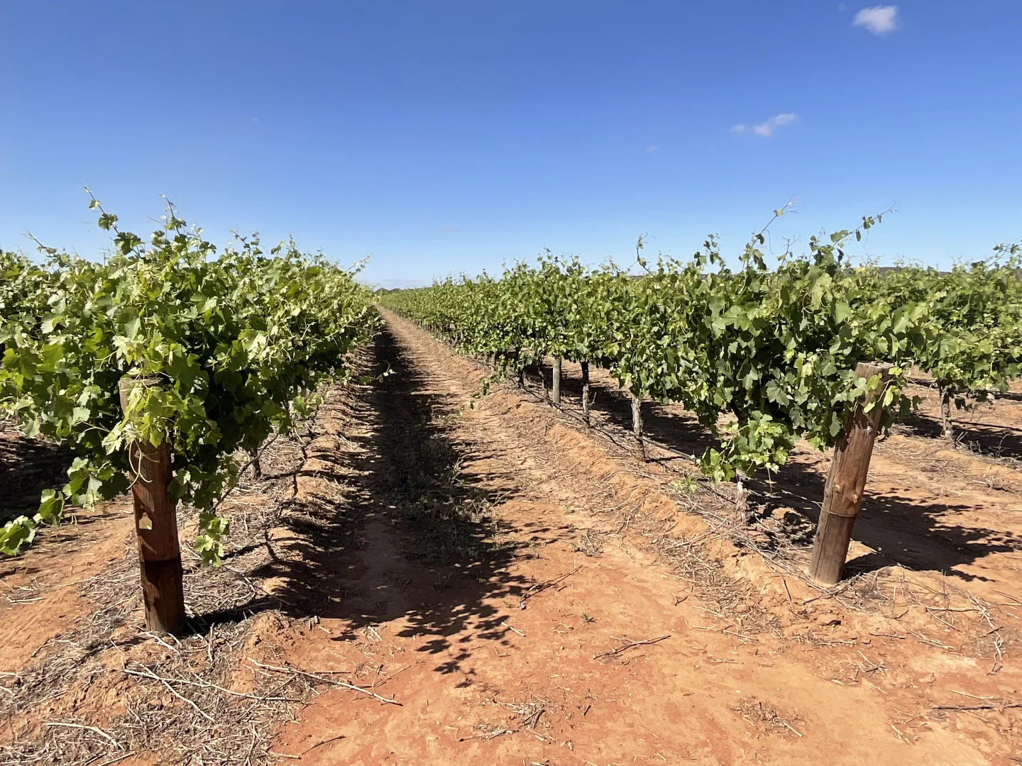 Additional image 5 of 1576 Rankins Springs Road, Myall Park NSW 2681