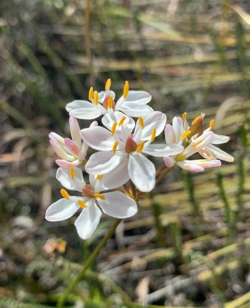 Additional image 32 of 55 Pen Road, Warradarge WA 6518