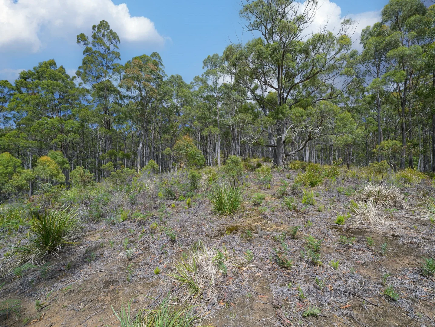 Additional image 6 of PID 6409528 Esk Main Road, St Marys TAS 7215