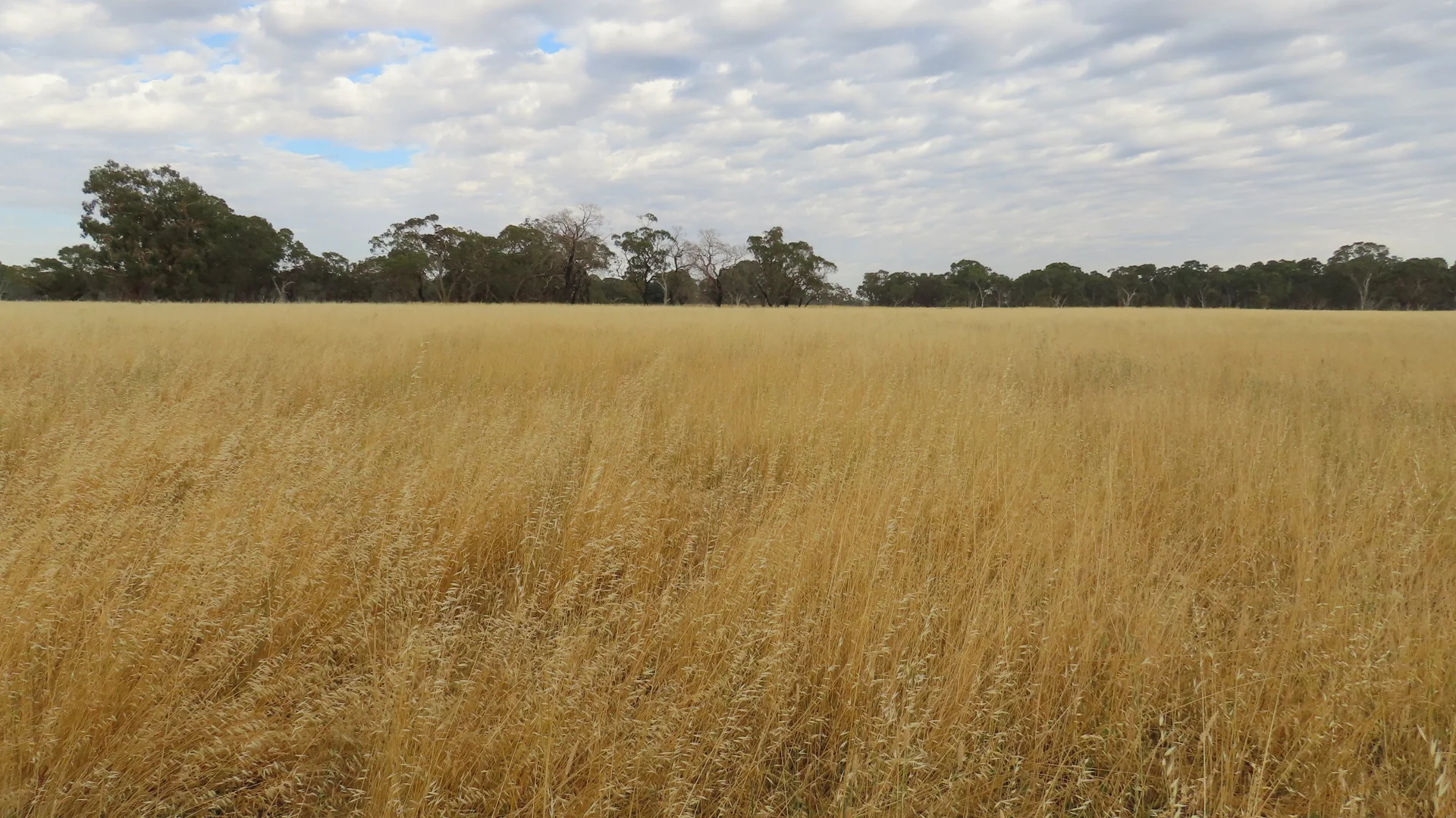 Additional image 20 of 110 Coote Rd, Moerlong SA 5278