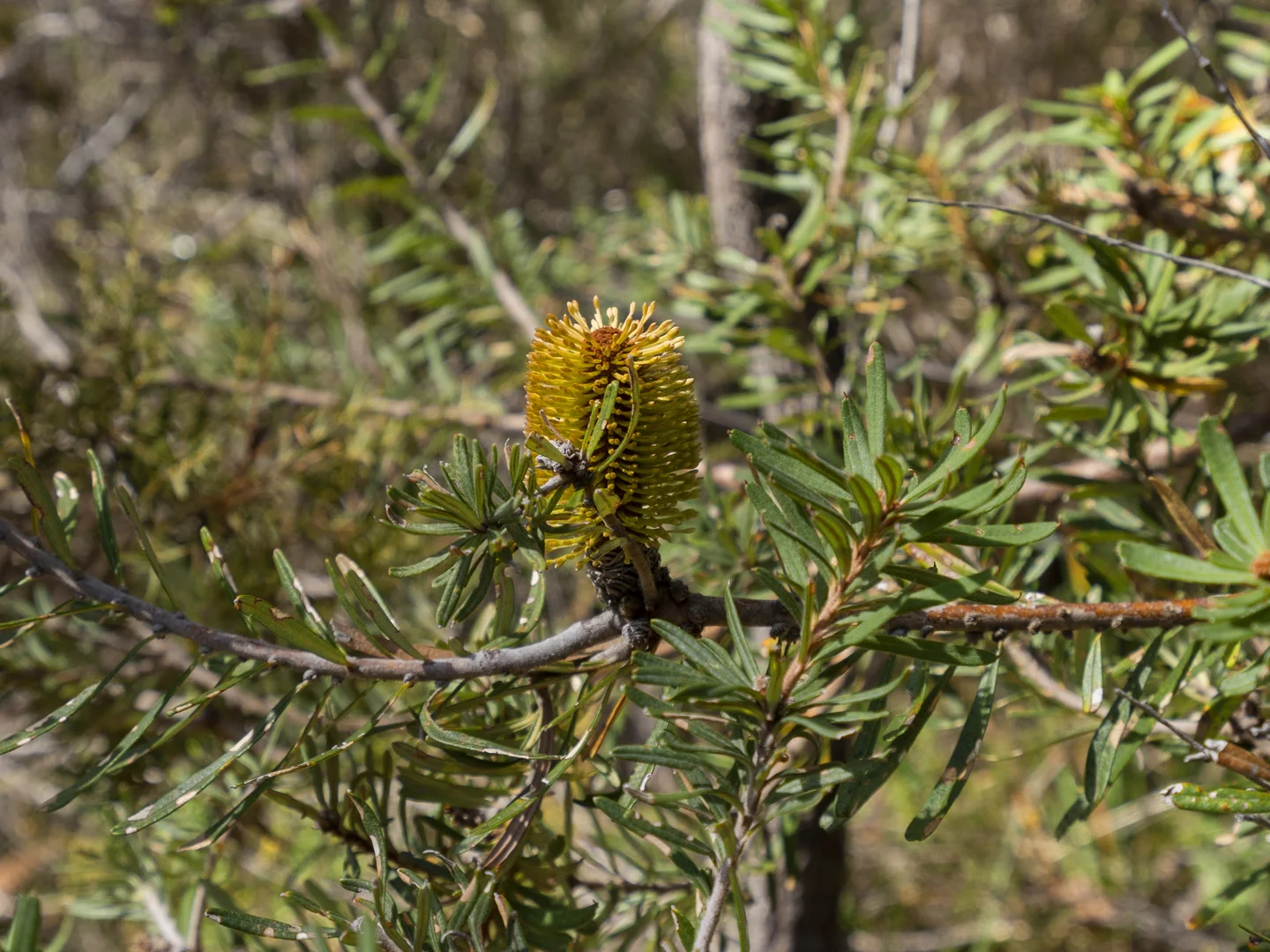 Additional image 9 of 2 and 3 White Beach Road, White Beach TAS 7184