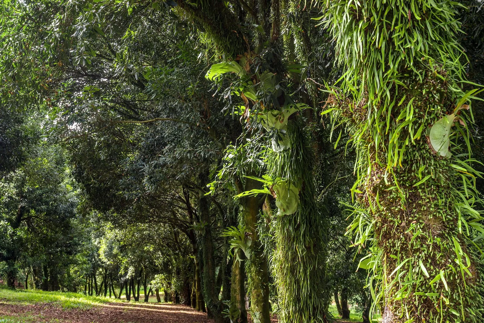 Additional image 18 of 323 Alcorn Road, Knockrow NSW 2479