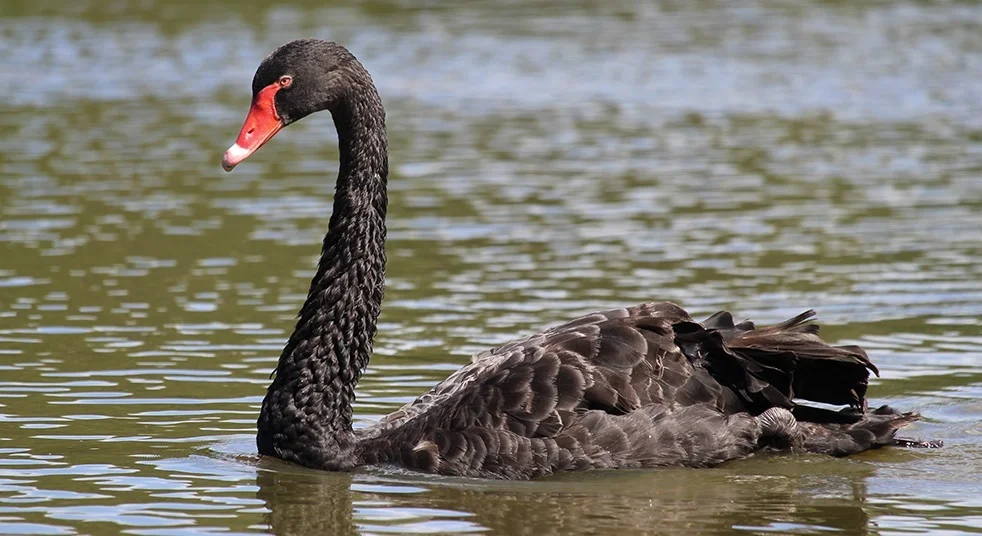 Additional image 34 of 1139 Old Dyraaba Rd, Lower Dyraaba NSW 2470