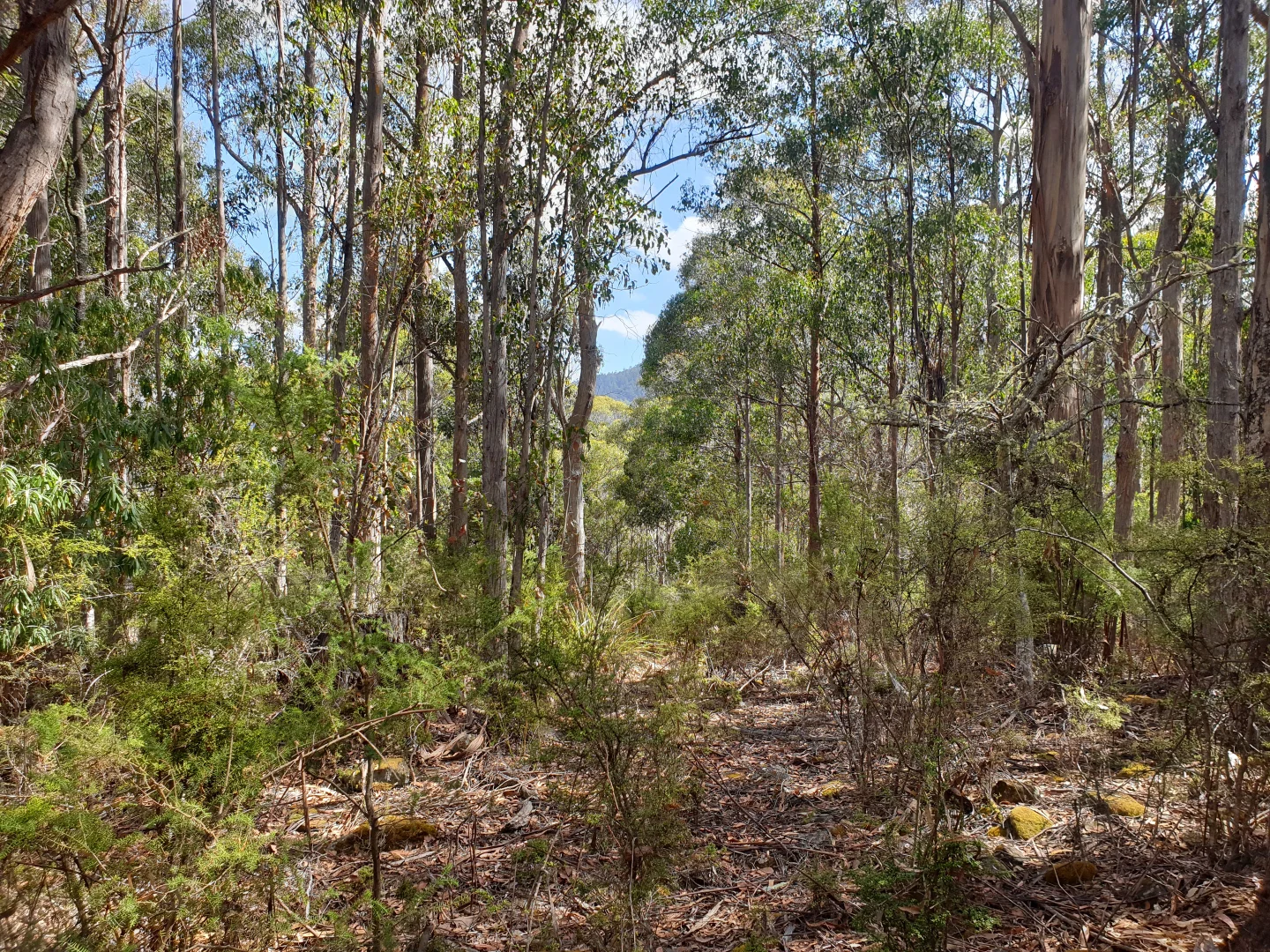 Additional image 14 of Lot 5 Liddells Road, Crabtree TAS 7109