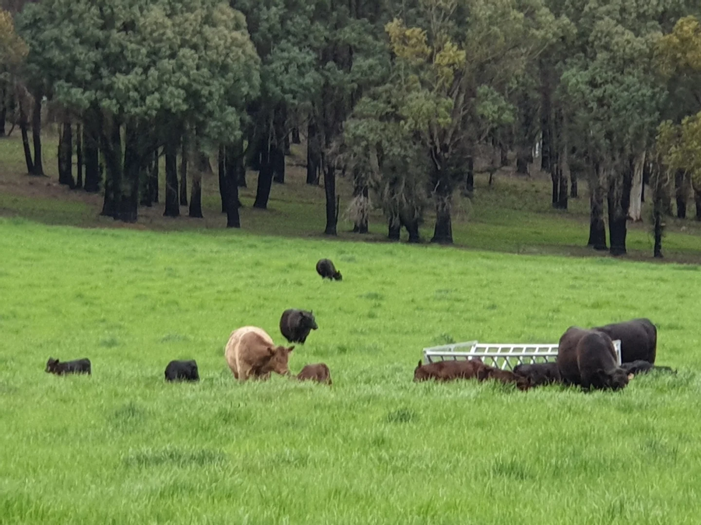 Additional image 15 of Lots 23 - Lot 22/2769 Batlow Road, Kunama NSW 2730