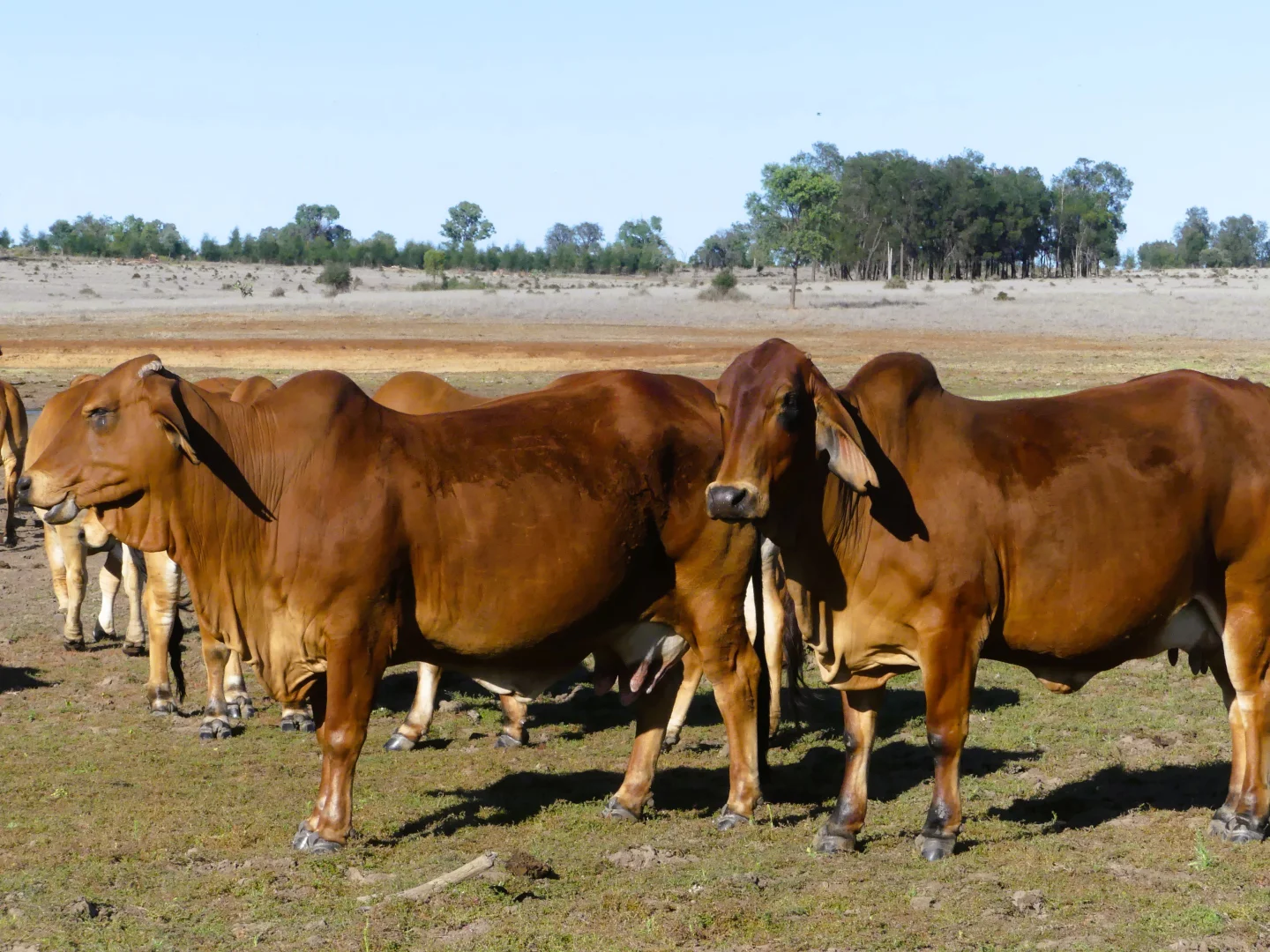 Additional image 22 of 'Bracco' Orallo Road, Roma QLD 4455