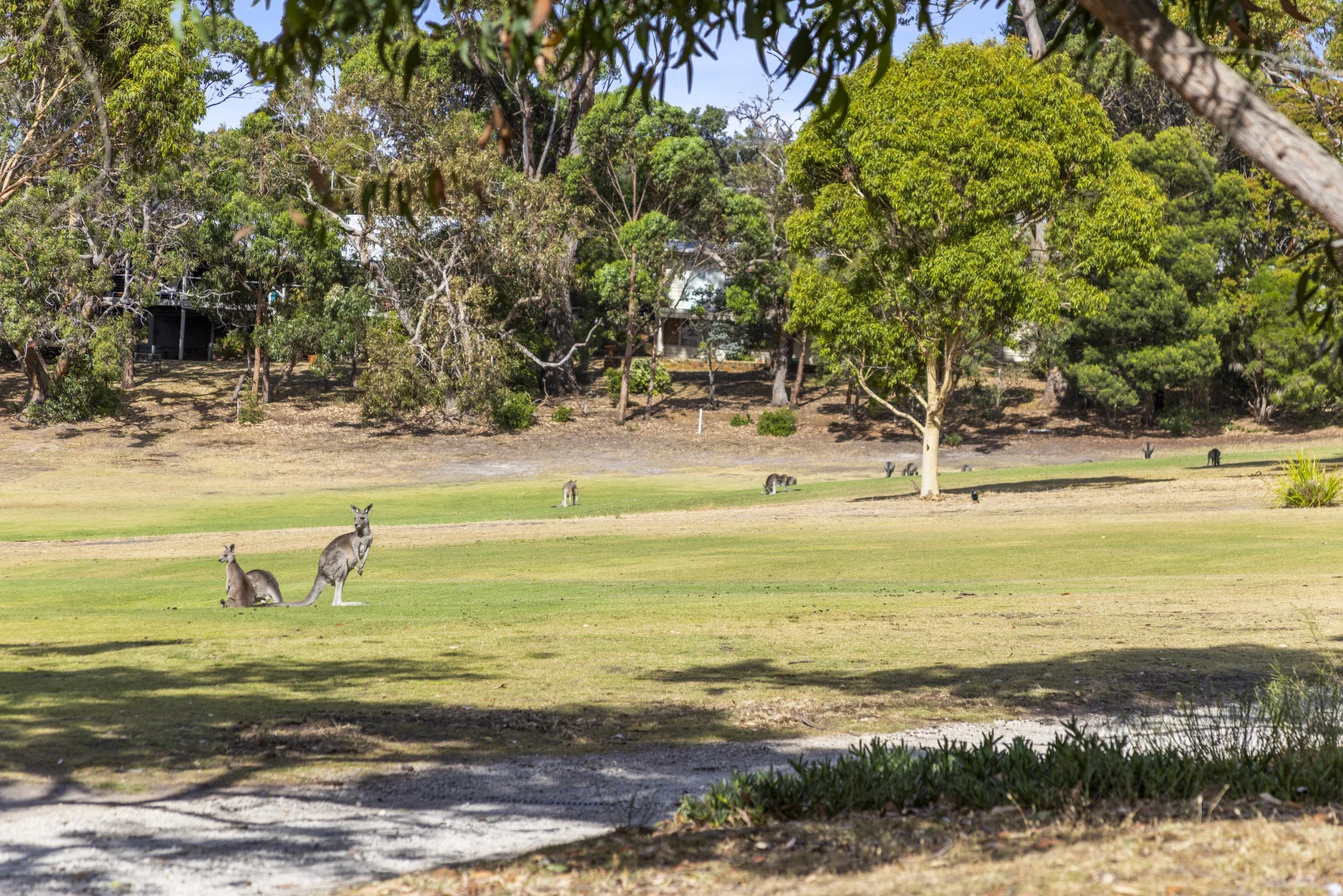 Additional image 12 of 1D McMahon Avenue, Anglesea VIC 3230