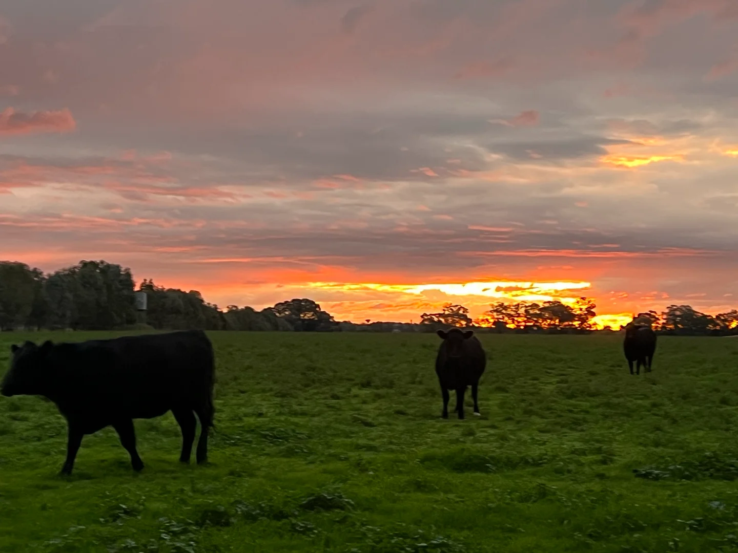 Additional image 16 of Gooloogong NSW 2805