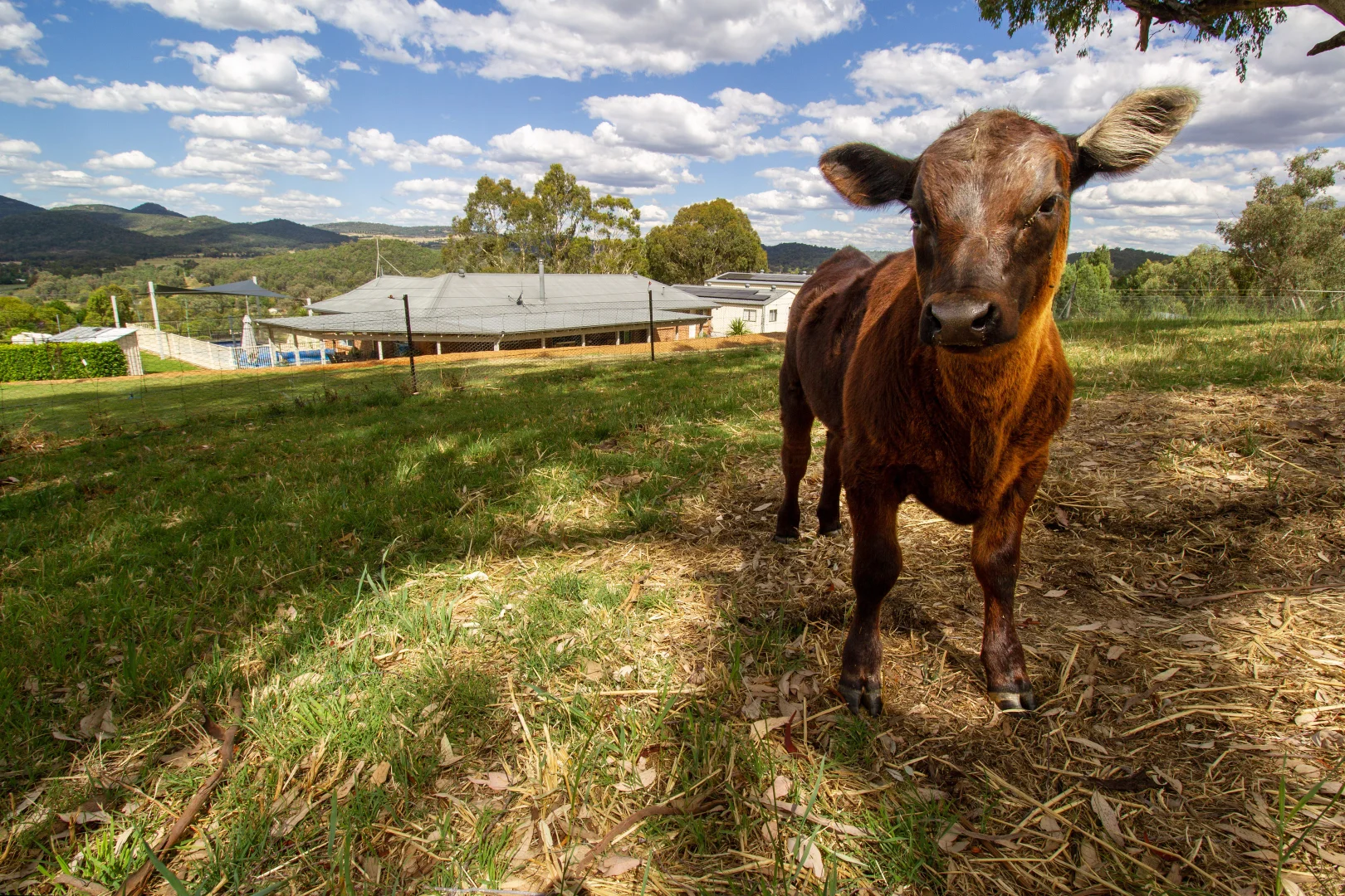 Additional image 28 of 51 Leehy Court, Tamworth NSW 2340