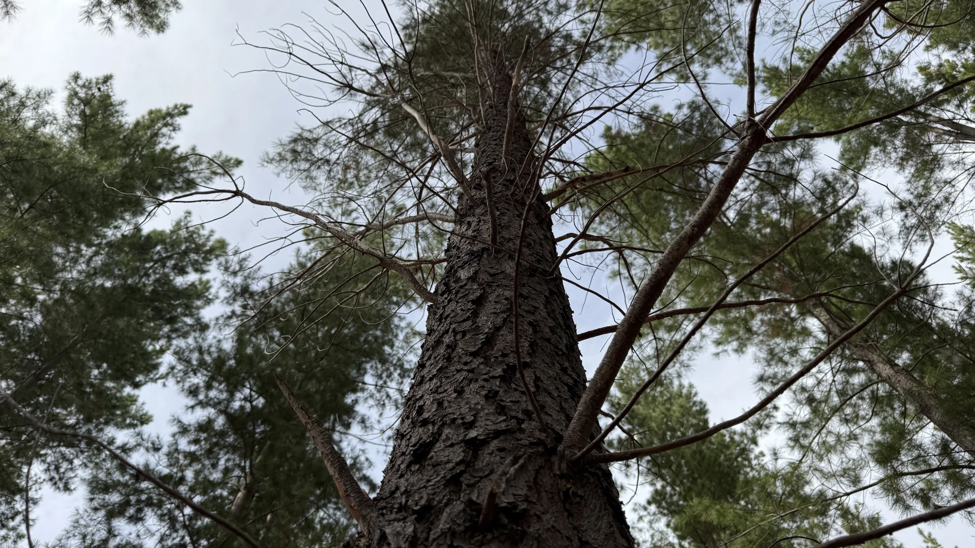 Additional image 19 of Lot 1 Jim Ryans Road, Edenhope VIC 3318