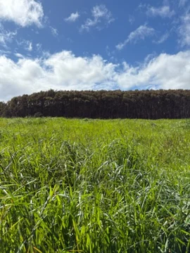 Additional image 8 of 226 Hursts Road, Lileah TAS 7330