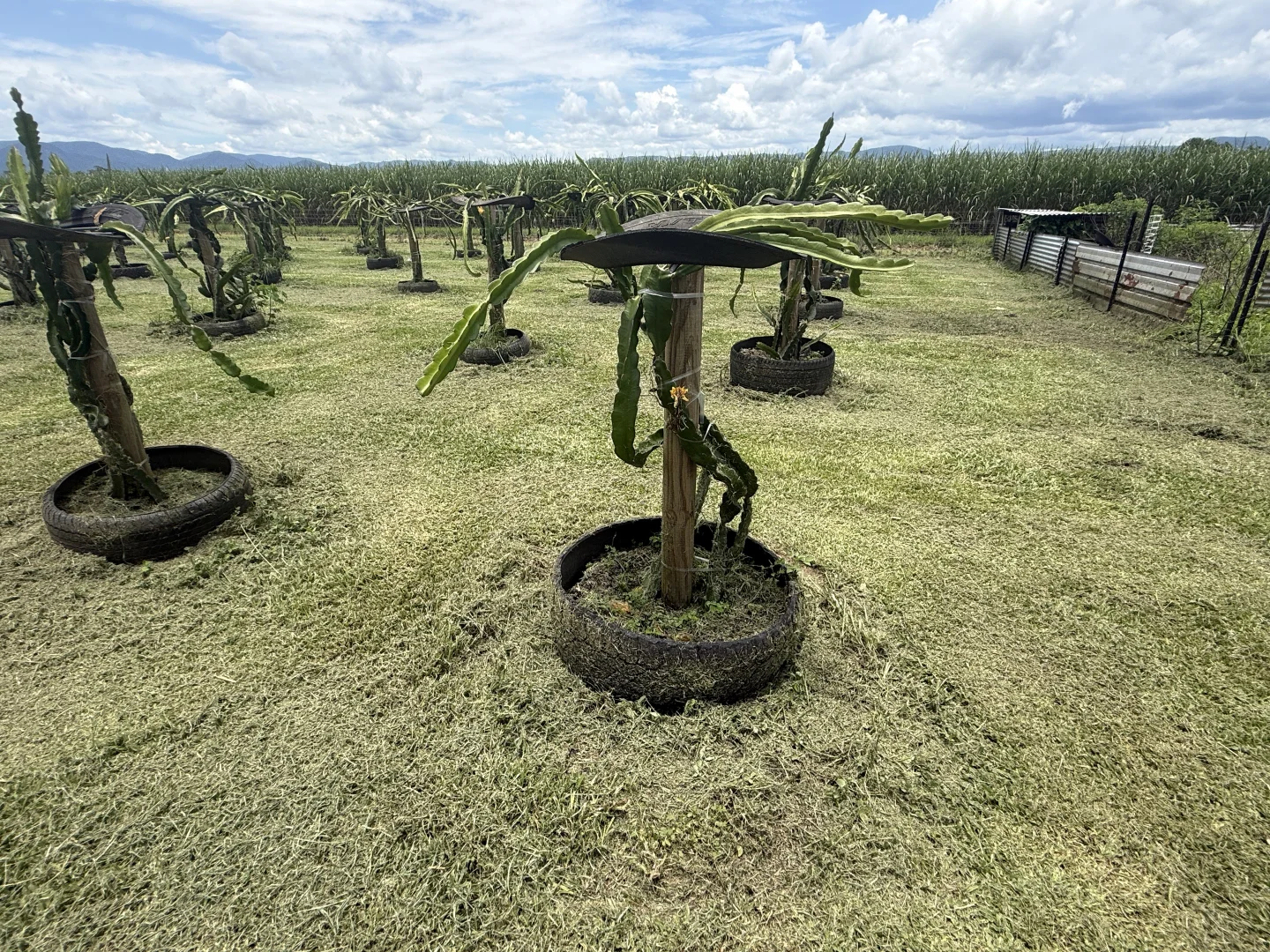 Additional image 9 of Munro Plains QLD 4854