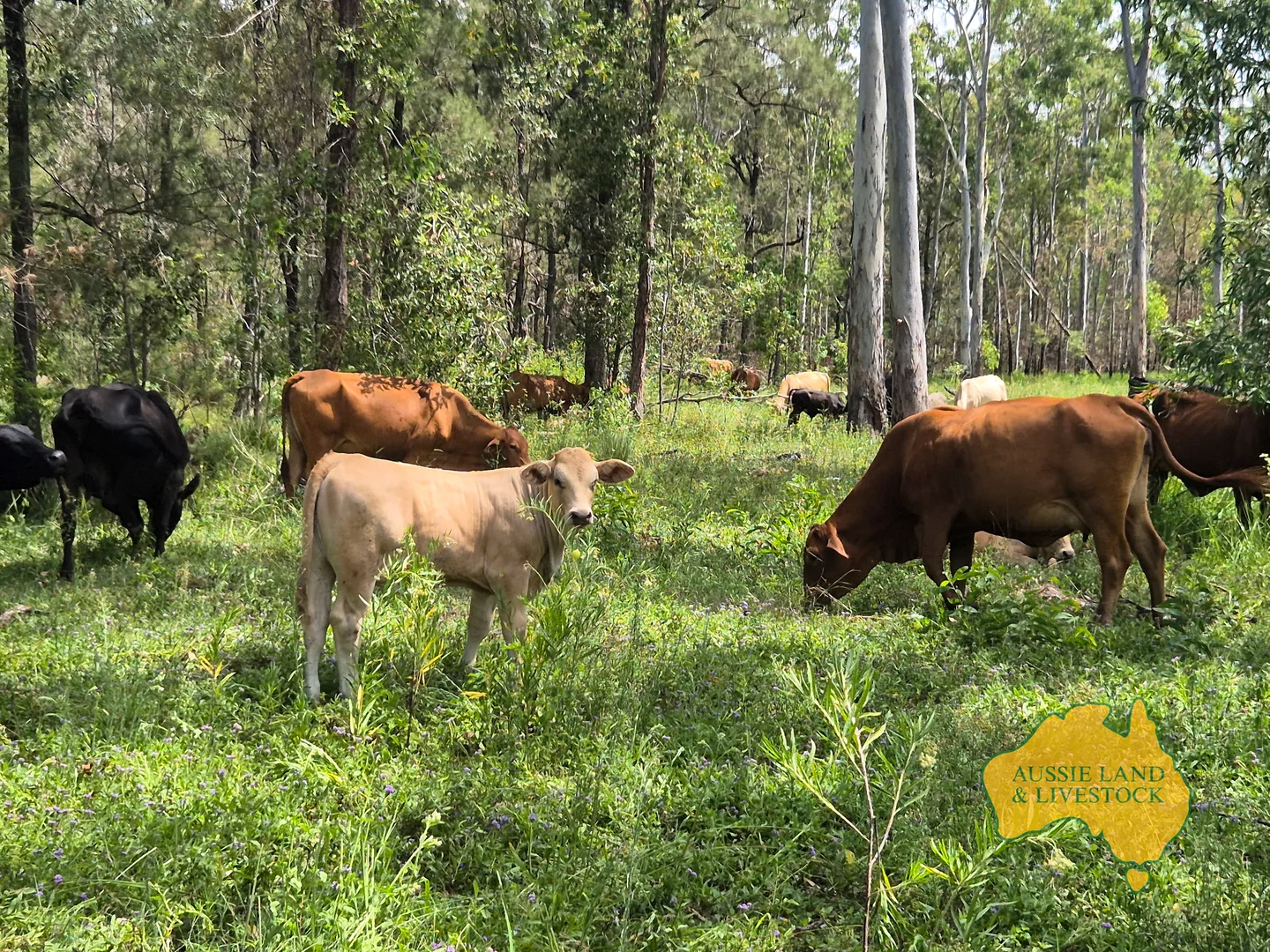 Additional image 54 of 43 & 50, . Kalliwa Road, Mingo QLD 4625