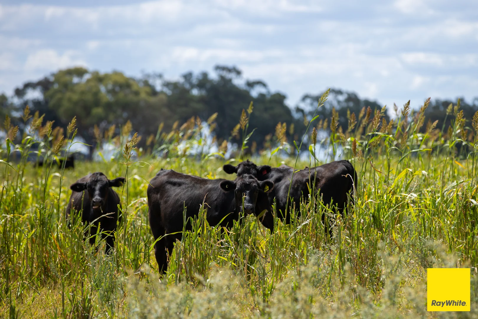 Additional image 22 of 394 Yetman Road, Inverell NSW 2360