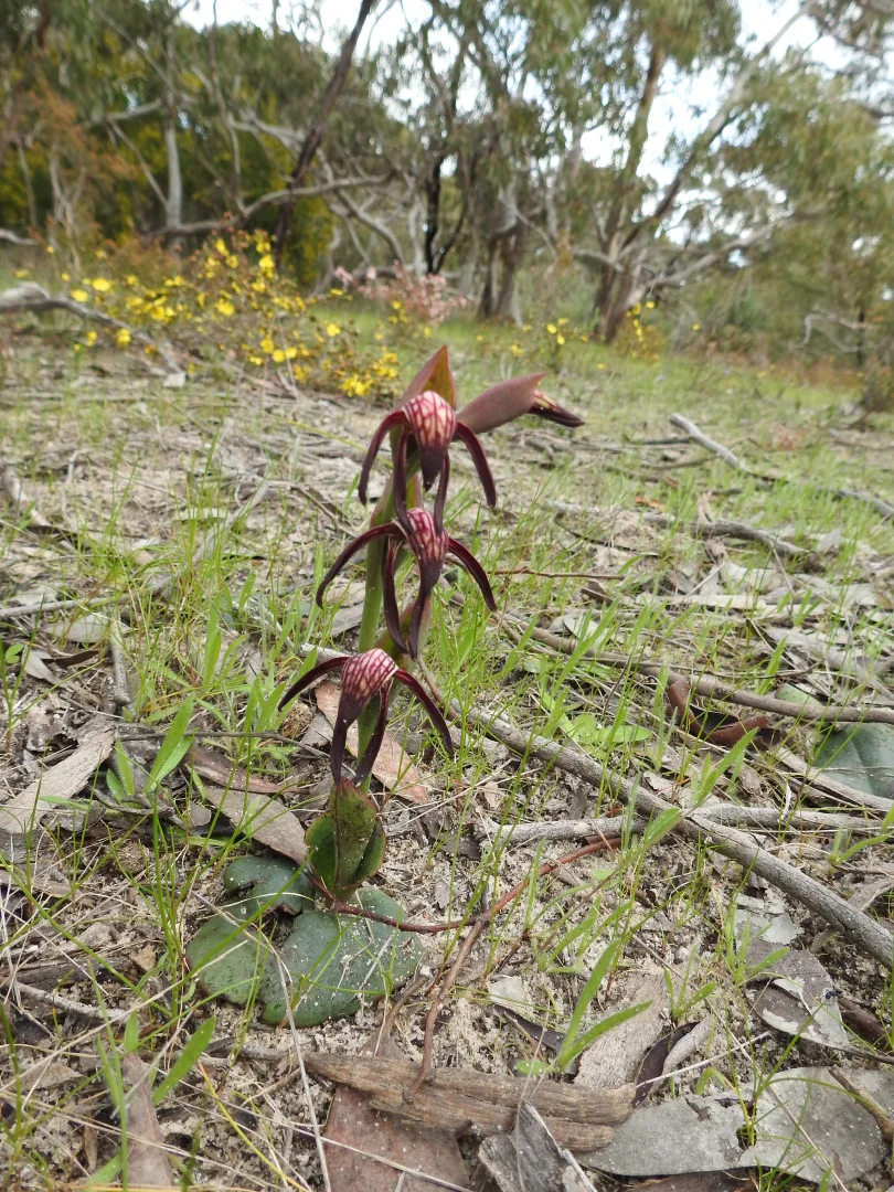 Additional image 83 of 839 Signal Flat Road, Finniss SA 5255