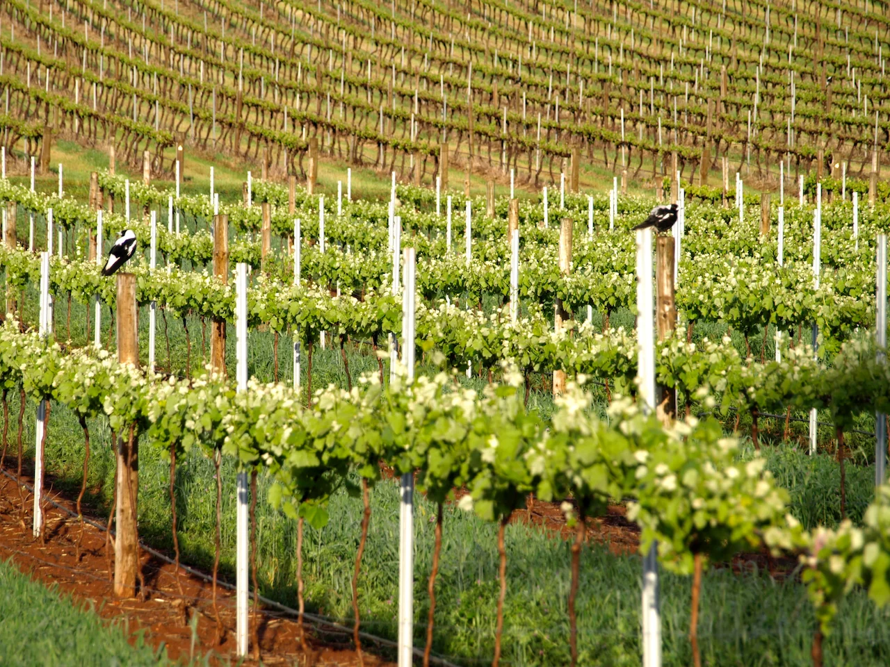 Additional image 5 of Lot 20 Spring Farm Road, Spring Farm SA 5453