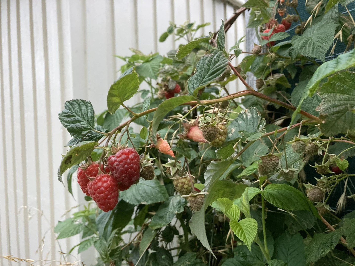 Additional image 21 of 7 Fleming Street, Fingal TAS 7214