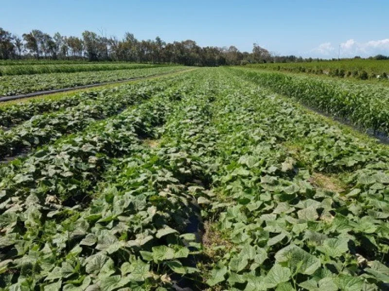 Additional image 16 of 190 Riverview Road, Calavos QLD 4670