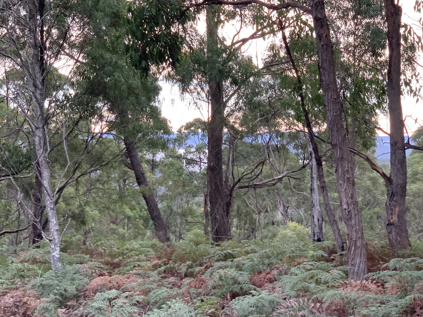 Additional image 5 of Lot 1 off Dam Road, Saltwater River TAS 7186