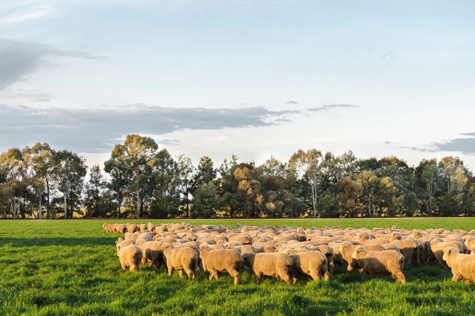 Additional image 11 of 1679 Stockinbingal Road, Cootamundra NSW 2590