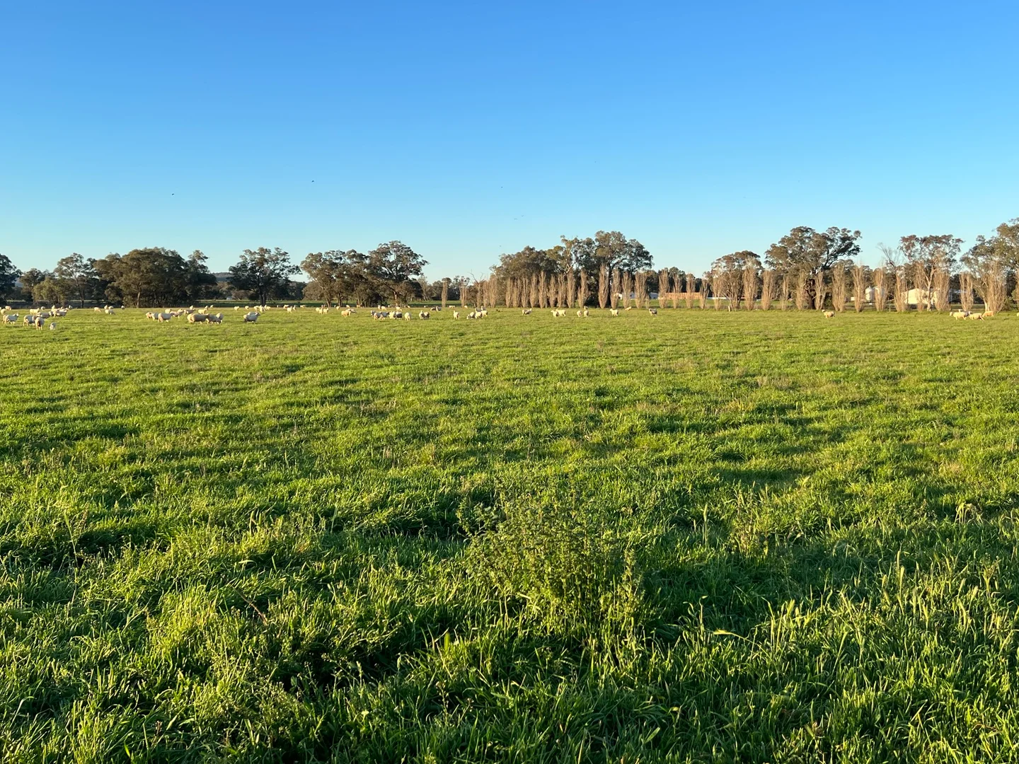 Additional image 12 of Gooloogong NSW 2805