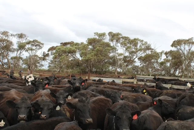 Additional image 14 of Allotment 92 Perponda Road, Karoonda SA 5307