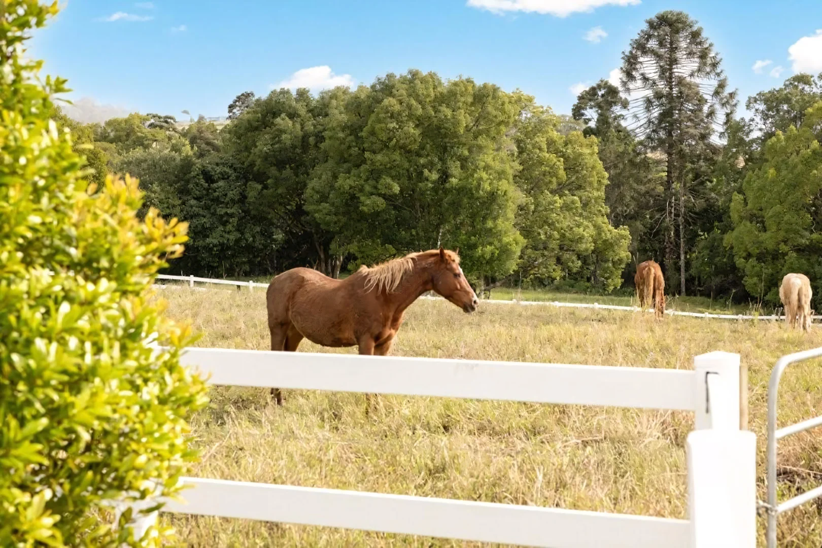 Additional image 34 of 53 Yvonne Street, Highworth QLD 4560