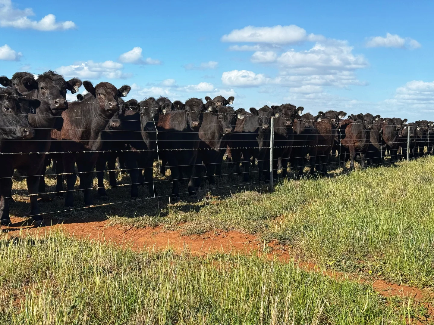 Additional image 3 of 'Laurel Hills' 81 Salters Road, Condobolin NSW 2877