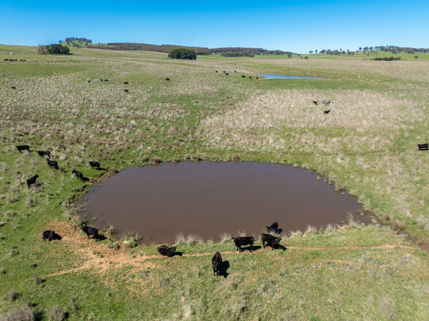 Additional image 14 of 242 Bundaleer Road, Newbridge NSW 2795