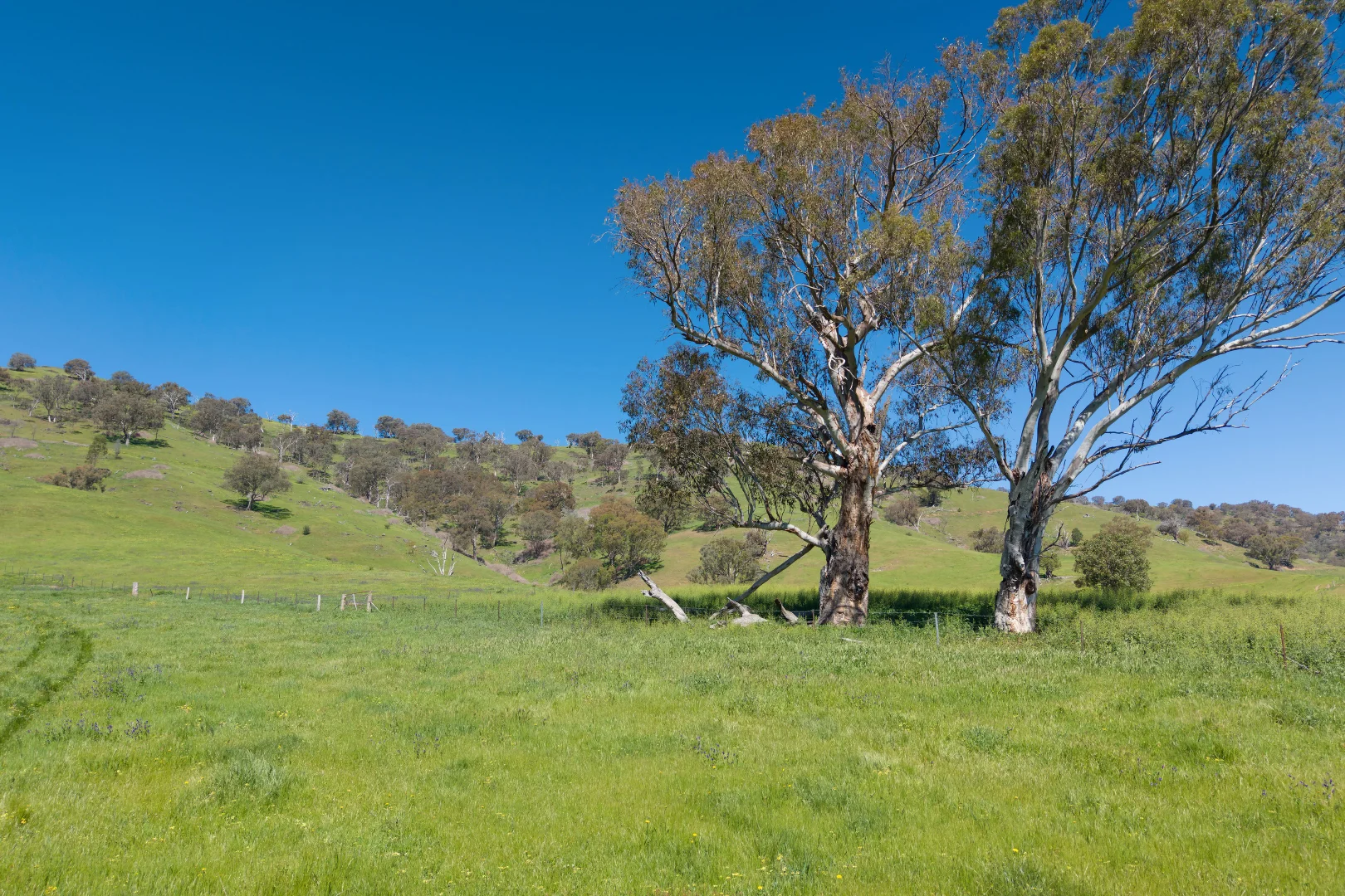 Additional image 43 of 1407 Murray Valley Highway, Huon VIC 3695