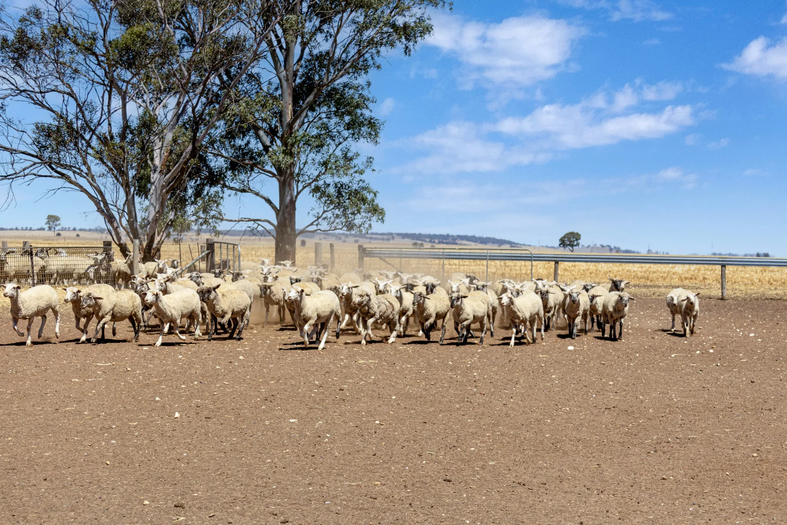 Additional image 8 of 'Merilden Feedlot' & 'Brads', Manoora SA 5414