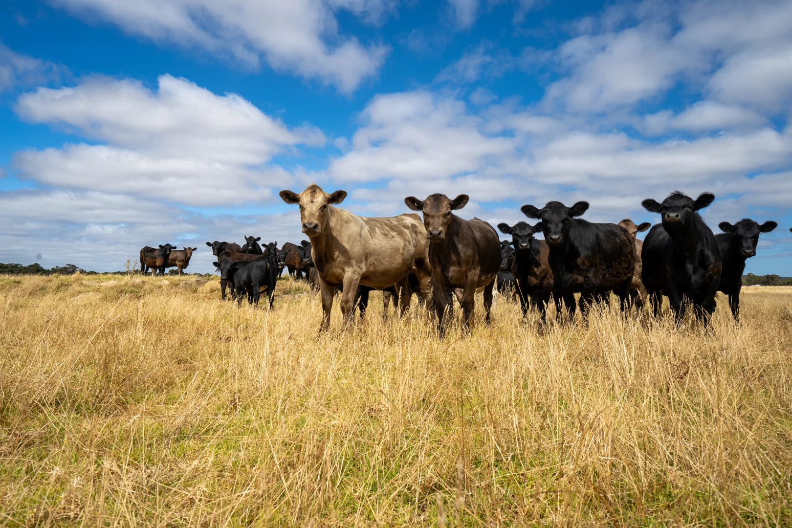 Additional image 20 of 3/43303 South Coast Highway, Manypeaks WA 6328